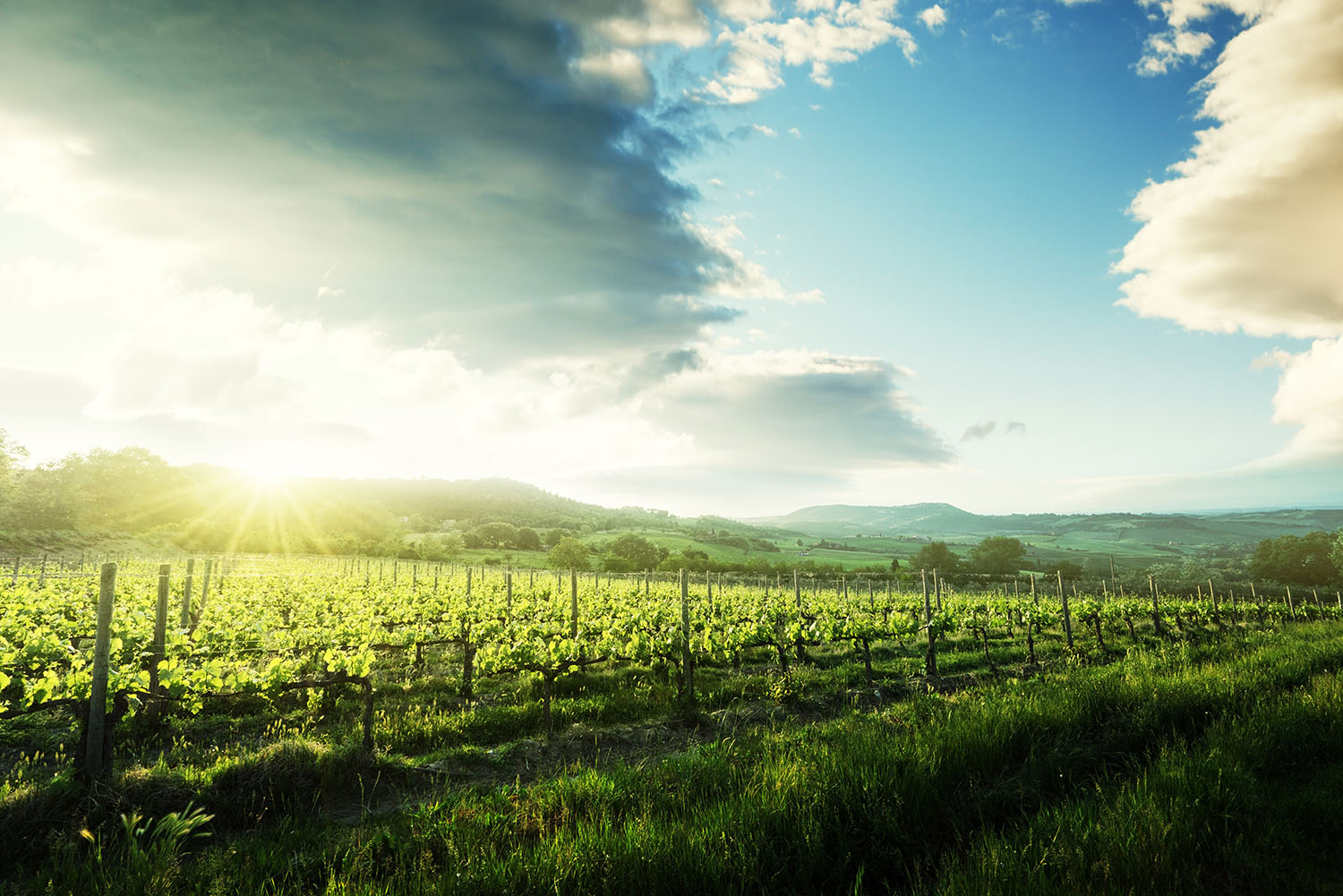 Landschaft mit Reben bei Sonnenaufgang